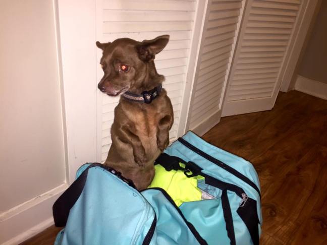 10931377_1099468623401963_8727734707567477578_n